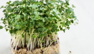 Cress Creatures