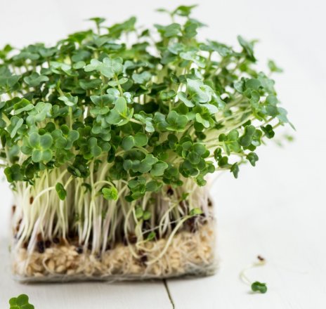 Cress Creatures