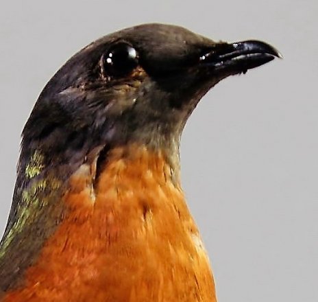 Children’s Drop-In Craft Workshop: Winged Creatures